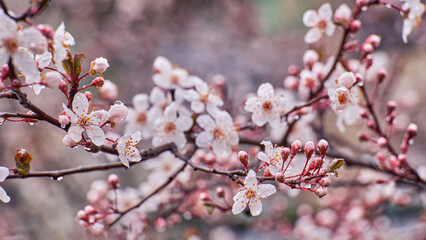 Pink flowers of Prunus cerasifera Pissardii in spring rain. Drops of water on delicate plum petals. Spring atmosphere