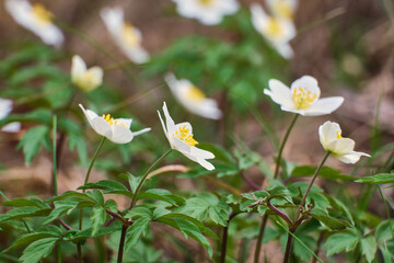 White spring flowers Anemone nemorosa close-up in spring forest