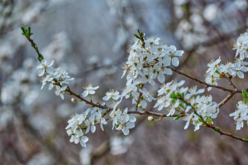 White plum blossom. Fragrant spring flowers. Spring atmospheric photo