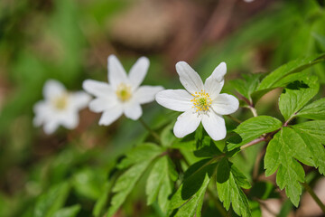 White spring flowers Anemone nemorosa close-up in spring forest