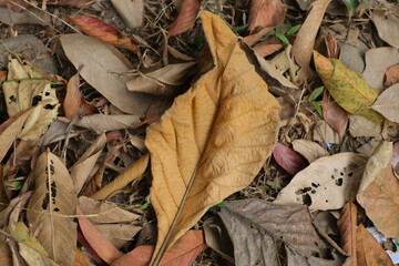 fallen autumn leaves