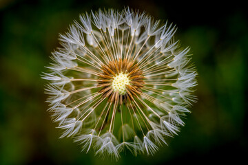 Close-up of a dandelion seed head with intricate white seeds against a soft green background