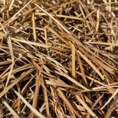 Close-up texture of loosely arranged straw mulch, with randomly overlapping dry stalks in golden and light brown shades