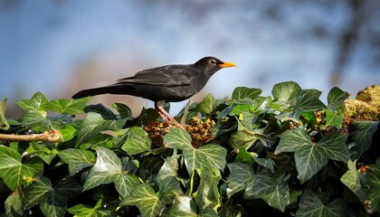 Obraz premium blackbird turdus merula feeding on ivy