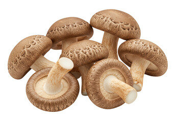 Fototapeta premium A group of shiitake mushrooms isolated