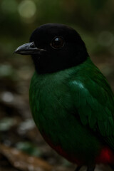 A stunning, hyper-realistic close-up portrait of an exotic bird captured in vivid detail. This digital artwork showcases the bird&rsquo;s intricate feather texture, vibrant coloration, and intense eye focus