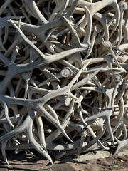 Abstract Texture Antlers Elk
