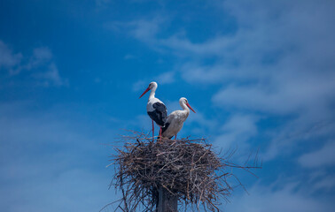 White storks (Ciconia ciconia) on nest,armenia