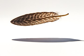 Obraz premium A solitary feather floats, casting a shadow.