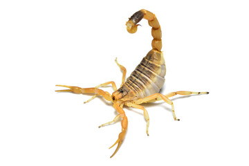 Closeup of the Turkish yellow Deathstalker scorpion Leiurus abdullahbayrami  from Turkey, photographed on white background