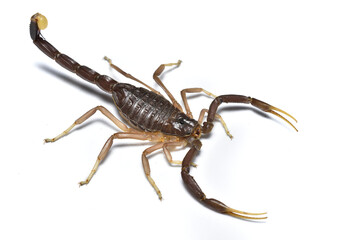 Closeup of the Black Deathstalker scorpion Leiurus jordanensis from Jordan, photographed on white background