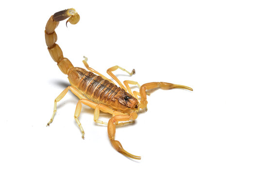 Closeup of the Israeli or Hebrew Deathstalker scorpion Leiurus hebraeus from Jordan, photographed on white background