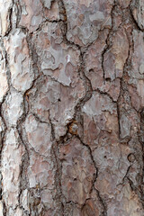 Dry and Cracked Pine Bark Surface – Macro Forest Texture

