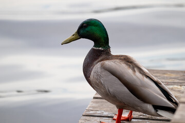 Male Mallard Duck Standing on Wooden Pier – Profile View by Water's Edge