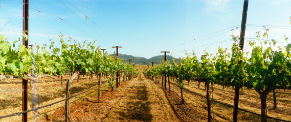 Panoramic vineyards in spring, Napa Valley, California, USA.