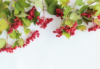 Branches with red berries on a white background. Viburnum berries.