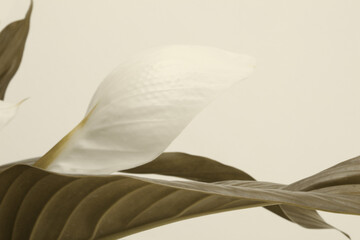Selective Soft focus White Spathiphyllum flower bud with leaf. Brown beige pastel light tone natural background