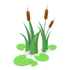 3D Isometric Flat Vector Set of Lake Aquatic Plants, Marsh Reed. Item 2 © TarikVision