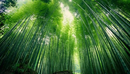 Fototapeta premium green bamboo forest