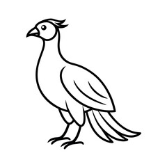 Argus Bird Line Art Sketch