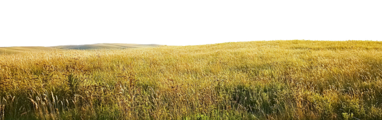 Open countryside landscape with yellow grass, isolated on transparent cutout background