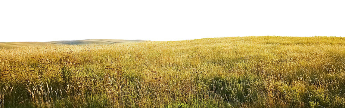 Open countryside landscape with yellow grass, isolated on transparent cutout background