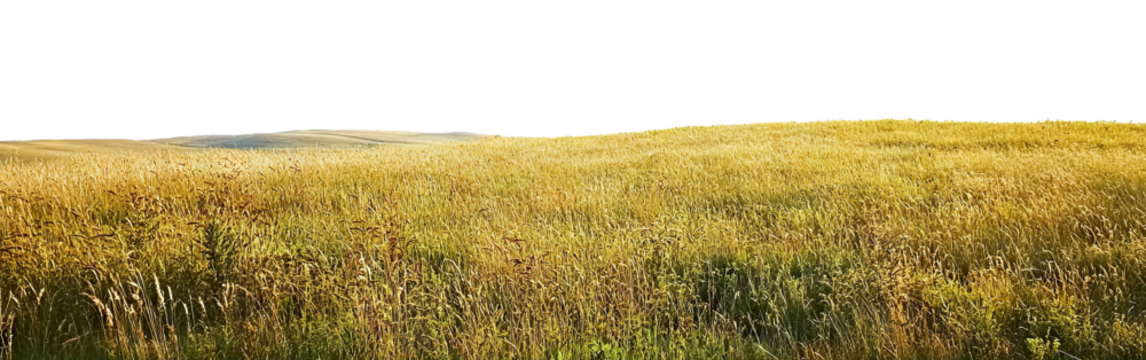 Open countryside landscape with yellow grass, isolated on transparent cutout background