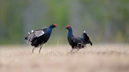 Black grouse (Lyrurus tetrix) at lek