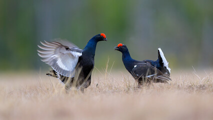 Black grouse (Lyrurus tetrix) at lek