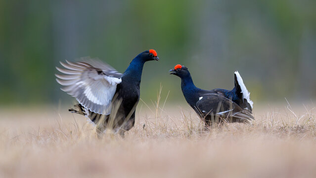 Black grouse (Lyrurus tetrix) at lek