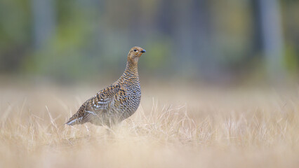Female black grouse (Lyrurus tetrix) at lek