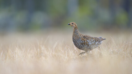 Female black grouse (Lyrurus tetrix) at lek