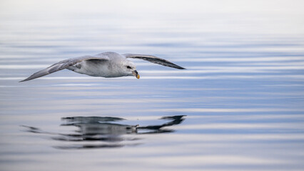 Northern fulmar (Fulmarus glacialis) low flight