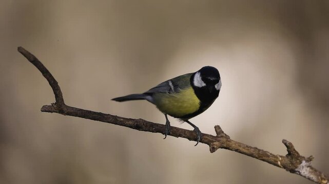 p&aacute;jaro carbonero com&uacute;n (parus major)