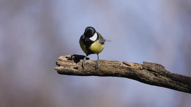 p&aacute;jaro carbonero com&uacute;n (parus major)