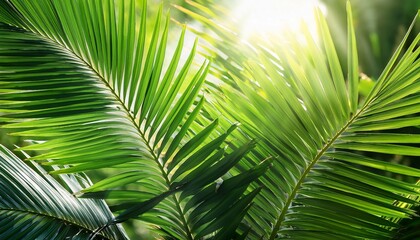 radiant green palm leaves basking in sunlight evoking a serene tropical atmosphere representing nature s beauty amidst a vibrant natural backdrop