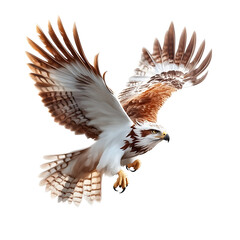 Fototapeta premium Majestic Hawk in Flight Capturing Grace and Power of Nature’s Winged Hunters