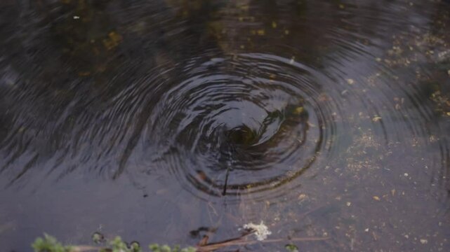  Remolino de agua en un arroyo natural
