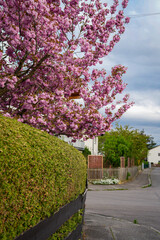 Sakura Tree In Full Bloom Above Green Hedge Along Quiet Residential Street In Springtime In...