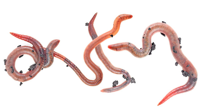Gardening concept - group of earthworms isolated on a white background, top view.