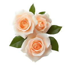 Fototapeta premium Delicate Pink Roses with Green Leaves on a Transparent Background
