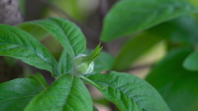 Medlar in spring, beginning of flowering, flower bud (Mespilus germanica) - (4K)