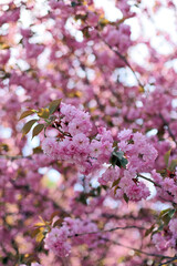 beautiful pink flowers blooming on tree. Japanese sakura