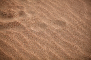sand ripples in the sand