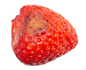 Moldy strawberry rotten fruit on transparent background