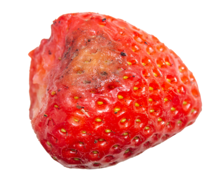 Moldy strawberry rotten fruit on transparent background