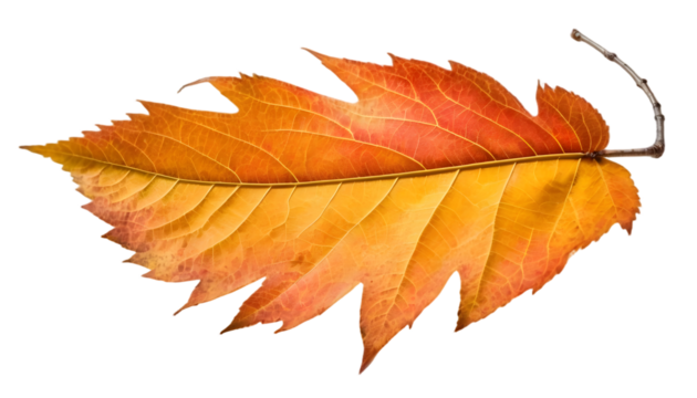 Isolated autumn leaf close up on black background for fall season foliage and nature photography use image png on transparent background