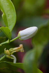 White citrus flower bud growing on a branch, surrounded by green leaves
