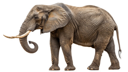 Fototapeta premium African elephant 