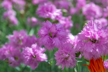 Dianthus plumarius L., Feathered pink, flower background